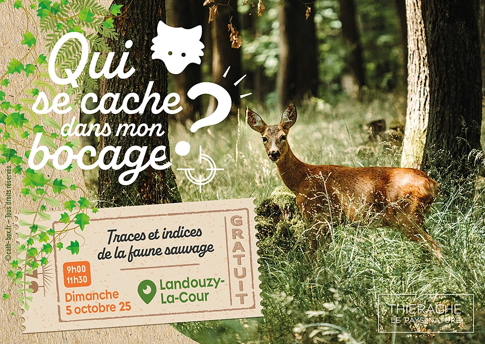 SORTIE NATURE 5 OCT 25 - LANDOUZY LA COUR - PAYS DE THIERACHE